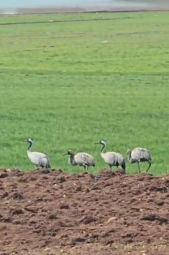 T&uuml;rk&uuml;lere konu olan turnalar Tunceli&rsquo;de g&ouml;r&uuml;nt&uuml;lendi
