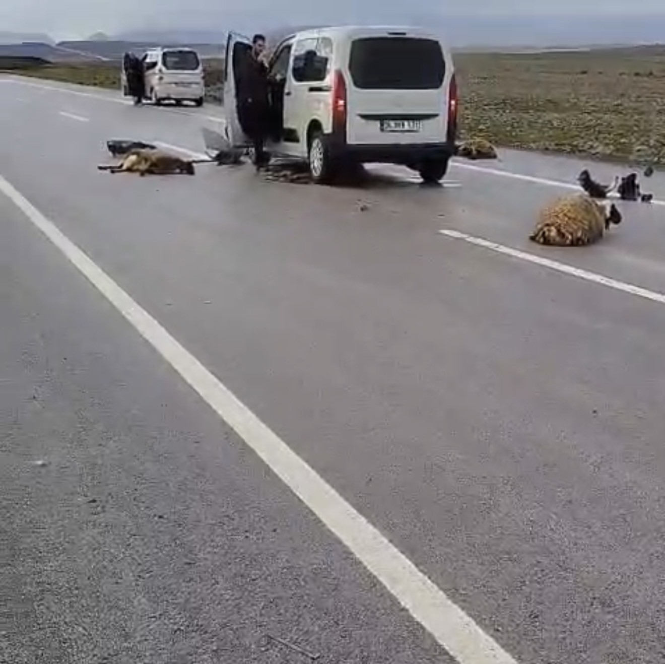 Şanlıurfa’da araç koyun sürüsüne çarptı: 10 koyun telef oldu