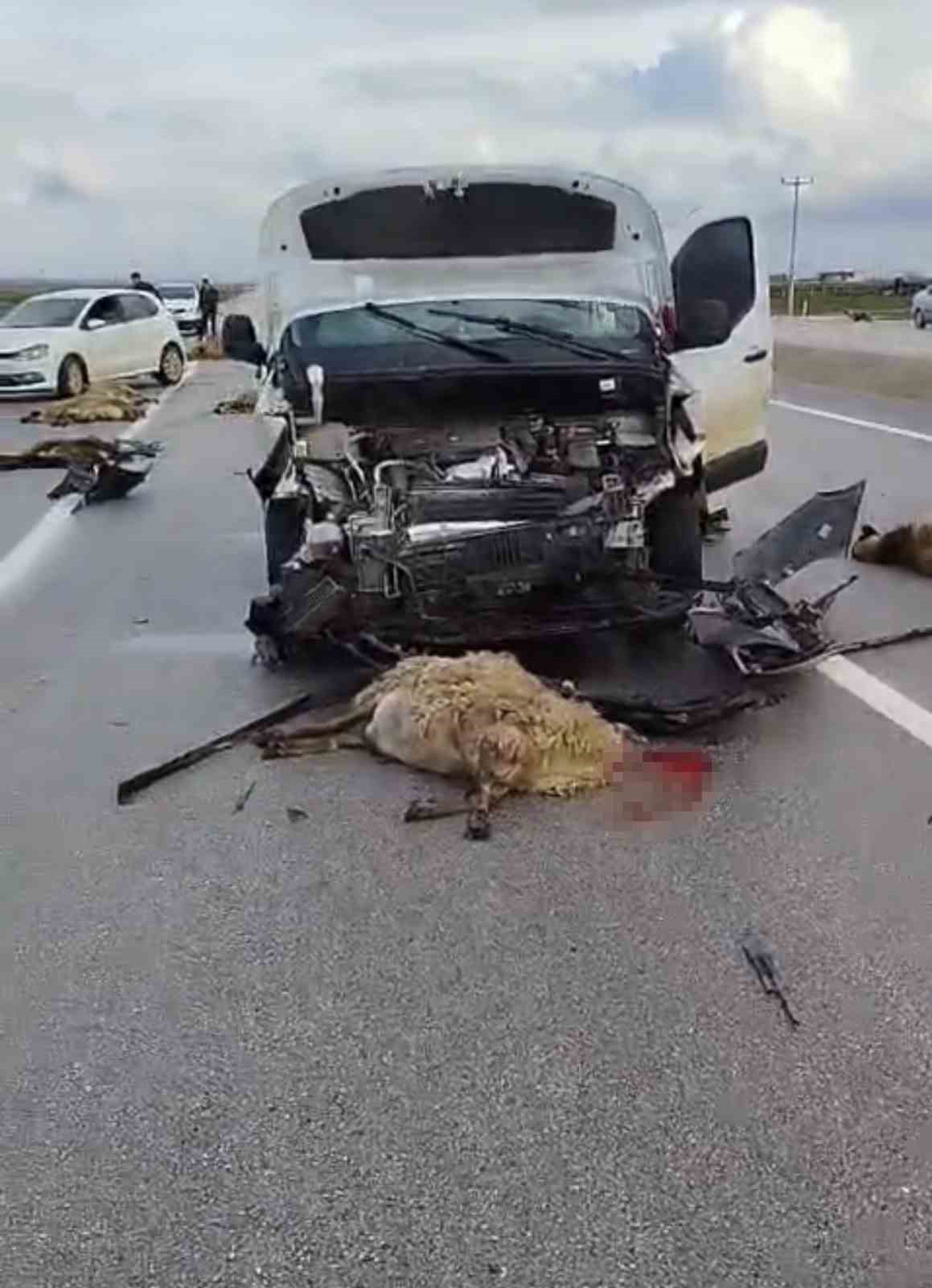 Şanlıurfa&rsquo;da ara&ccedil; koyun s&uuml;r&uuml;s&uuml;ne &ccedil;arptı: 10 koyun telef oldu
