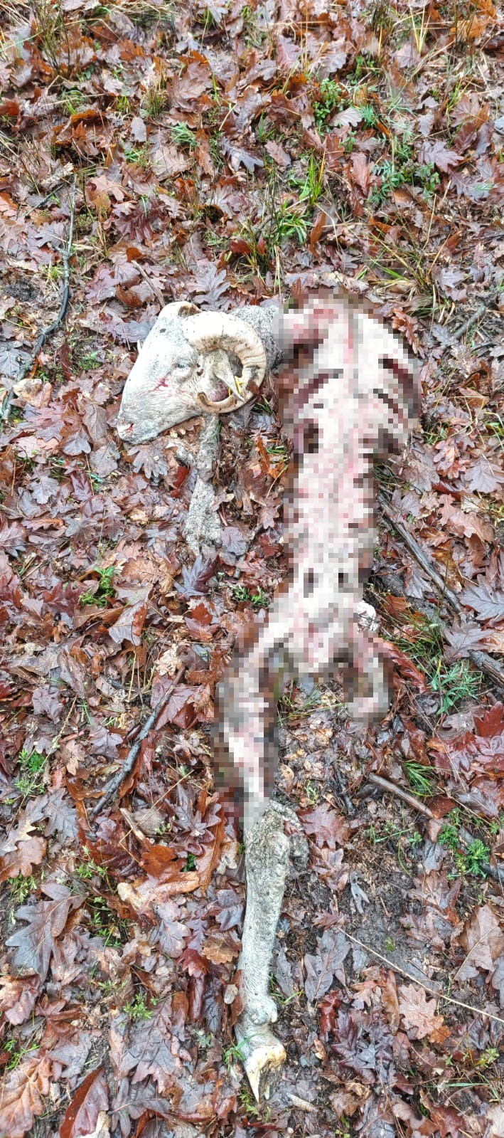 S&uuml;r&uuml;ye kurt saldırdı: 18 ko&ccedil; ve 5 teke telef oldu
