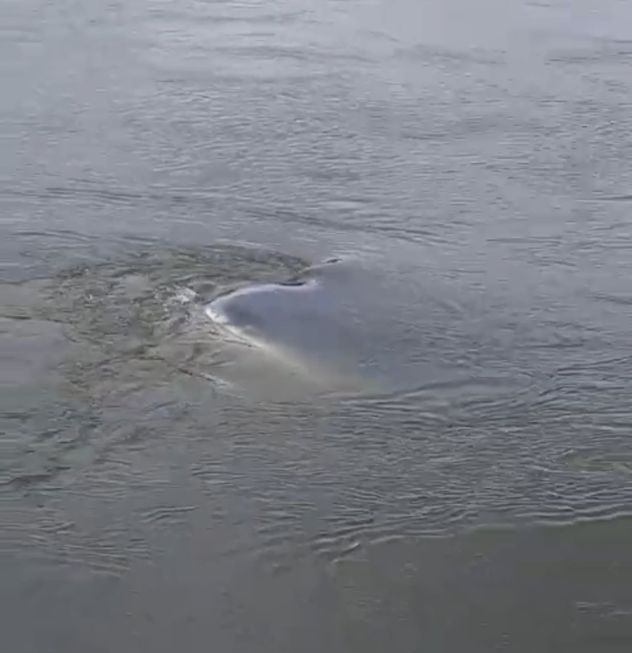 Edirne&rsquo;de taşkında nehre d&uuml;şen otomobil 1 ay sonra bulundu
