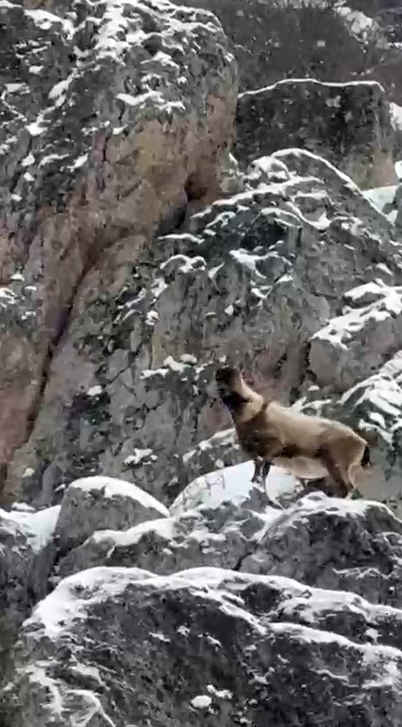 Aladağlar’da yaban hayatı görüntülendi