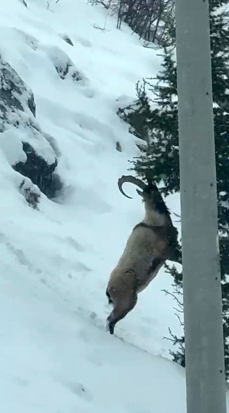 Aladağlar’da yaban hayatı görüntülendi
