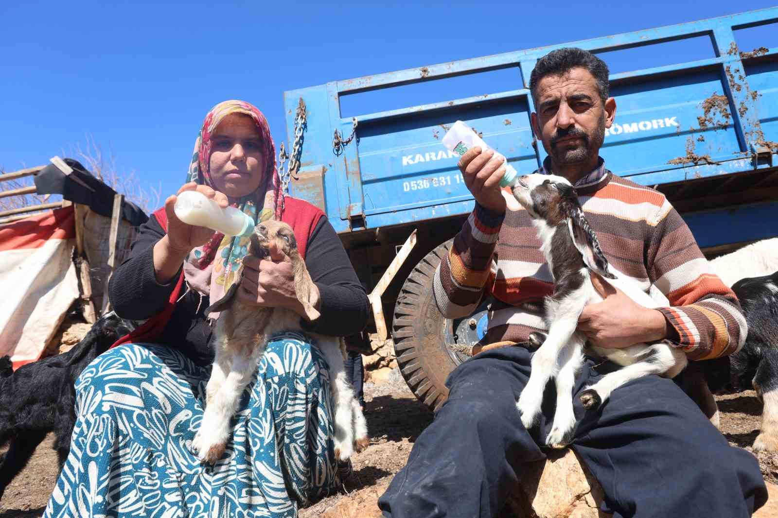 Akaryakıt karıştığı iddia edilen yağmur suyu birikintisinden içerek telef olan küçükbaş hayvanların yavrularını biberonla yaşatmaya çalışıyorlar