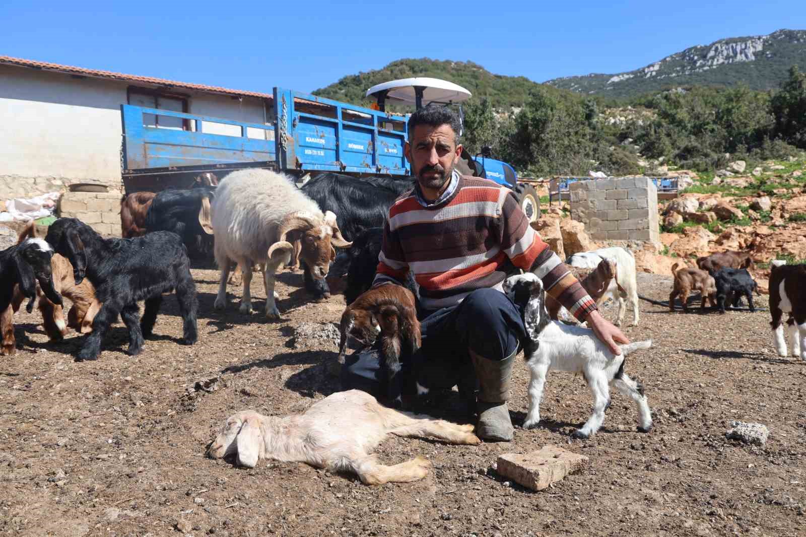 Akaryakıt karıştığı iddia edilen yağmur suyu birikintisinden i&ccedil;erek telef olan k&uuml;&ccedil;&uuml;kbaş hayvanların yavrularını biberonla yaşatmaya &ccedil;alışıyorlar
