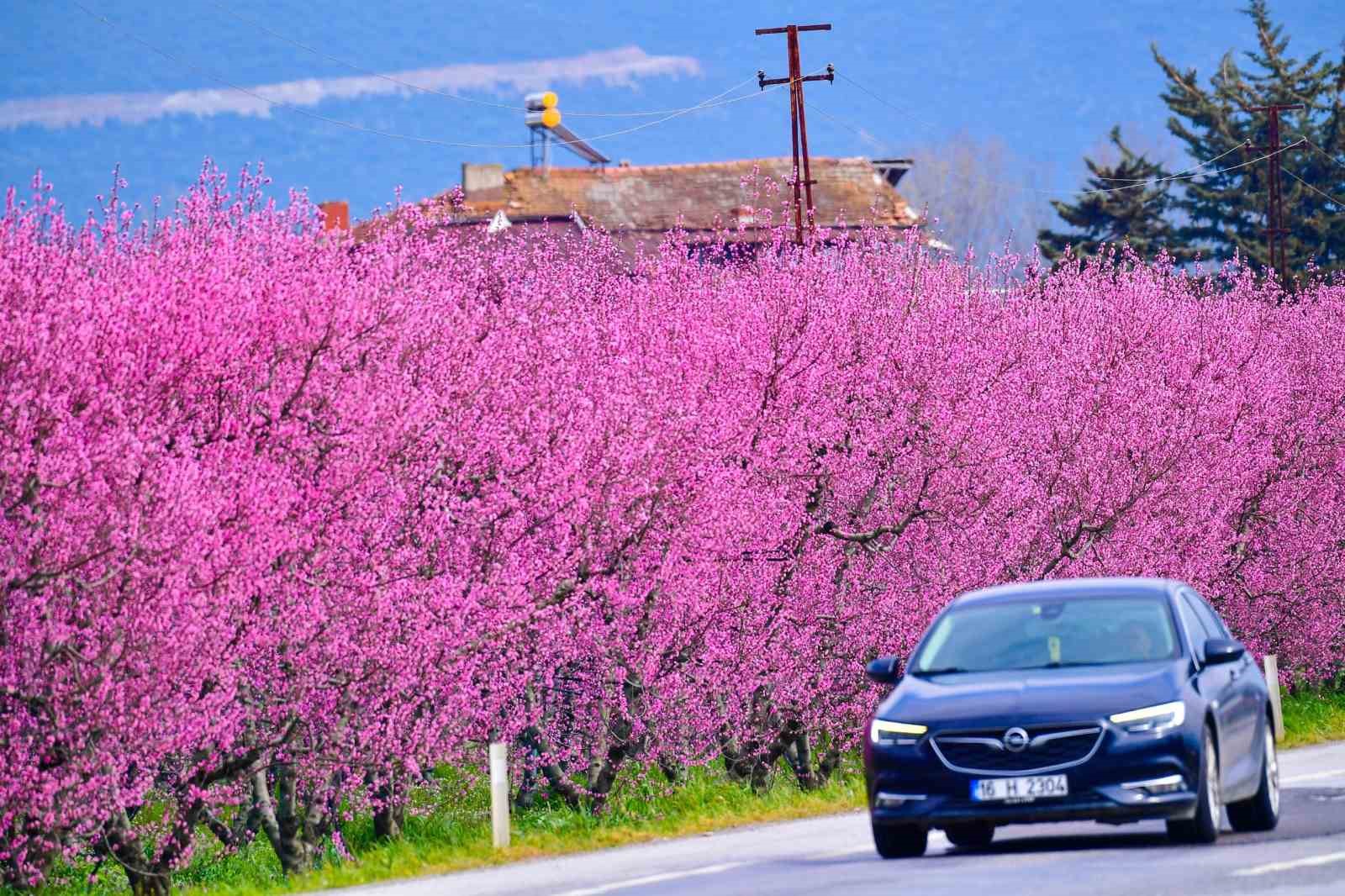 İznik Ovası&rsquo;nda bahar ş&ouml;leni : Şeftali bah&ccedil;eleri kartpostallık g&ouml;r&uuml;nt&uuml;ler oluşturdu
