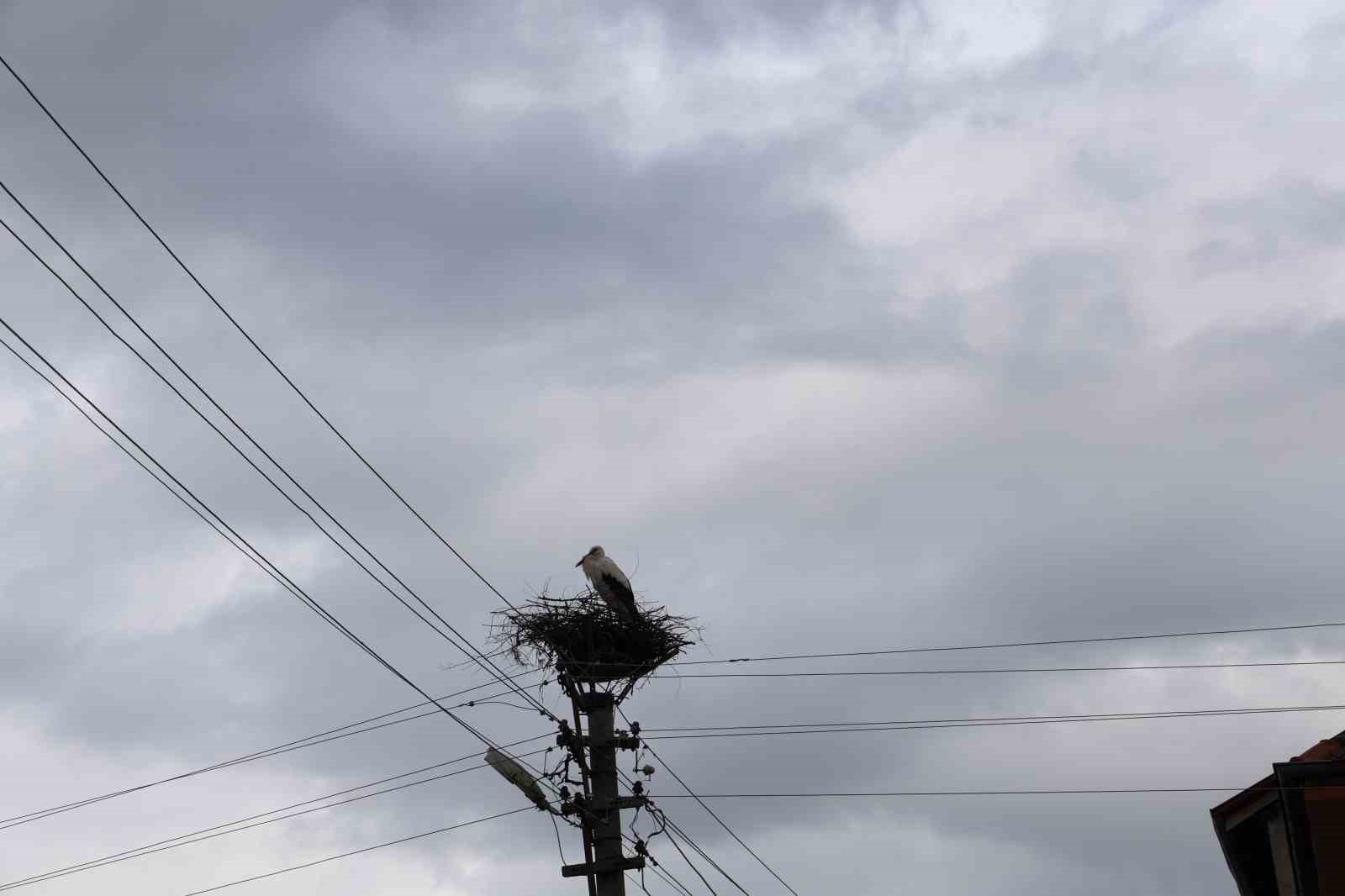 Mahallenin maskotu oldular, baharla birlikte yuvalarına d&ouml;nd&uuml;ler
