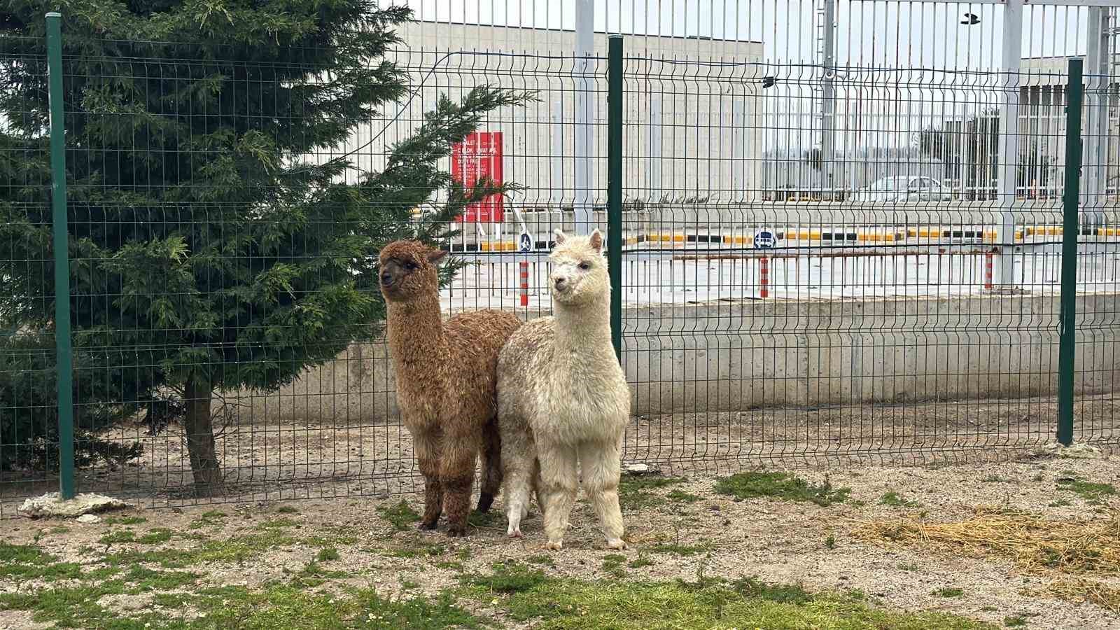 İpsala Sınır Kapısı&rsquo;nda minib&uuml;ste cins hayvanlar ele ge&ccedil;irildi

