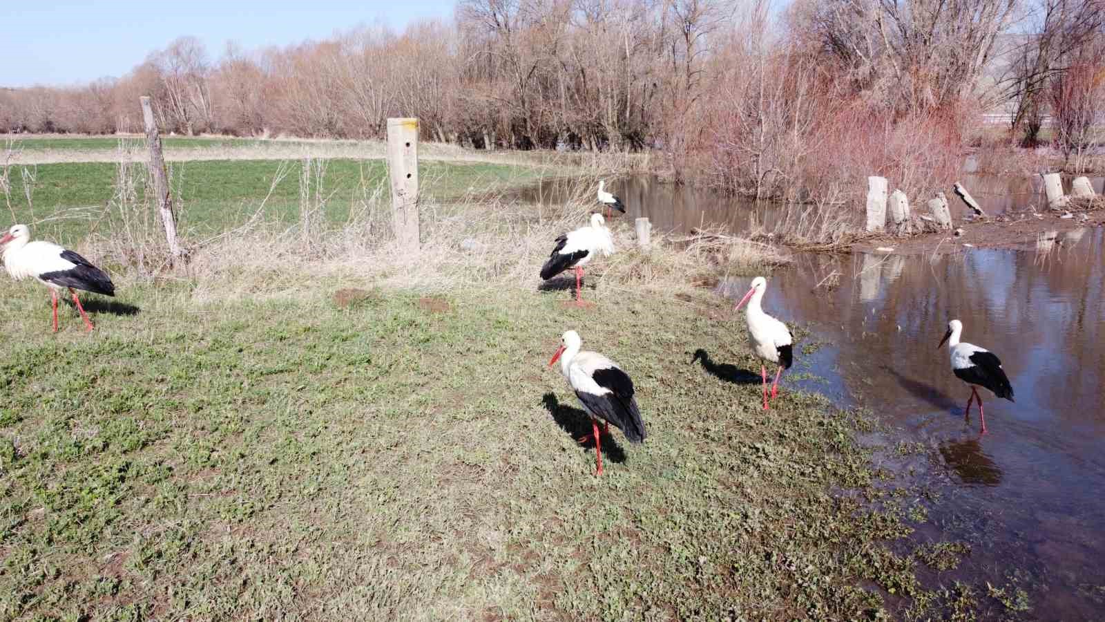 Baharın m&uuml;jdecisi leylekler g&ouml;rsel ş&ouml;len oluşturdu
