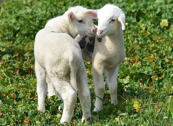 &Uuml;niversitenin yavru kuzuları anaları ile buluştu
