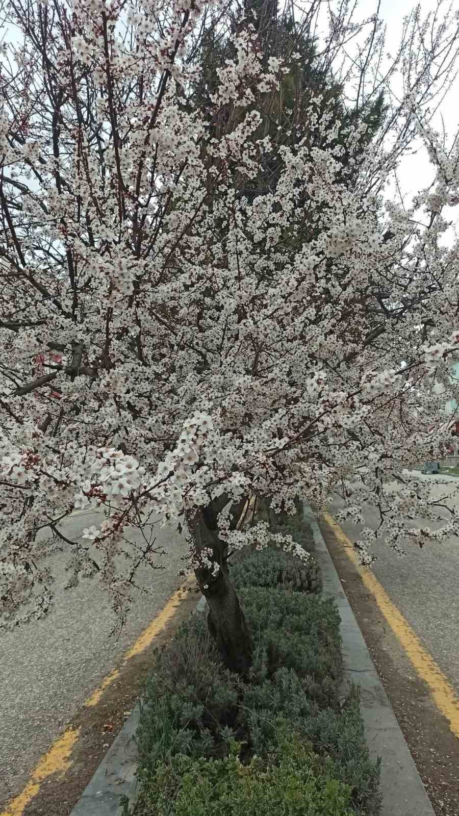 Beypazarı&rsquo;nda badem ve kayısı ağa&ccedil;ları &ccedil;i&ccedil;ek a&ccedil;tı
