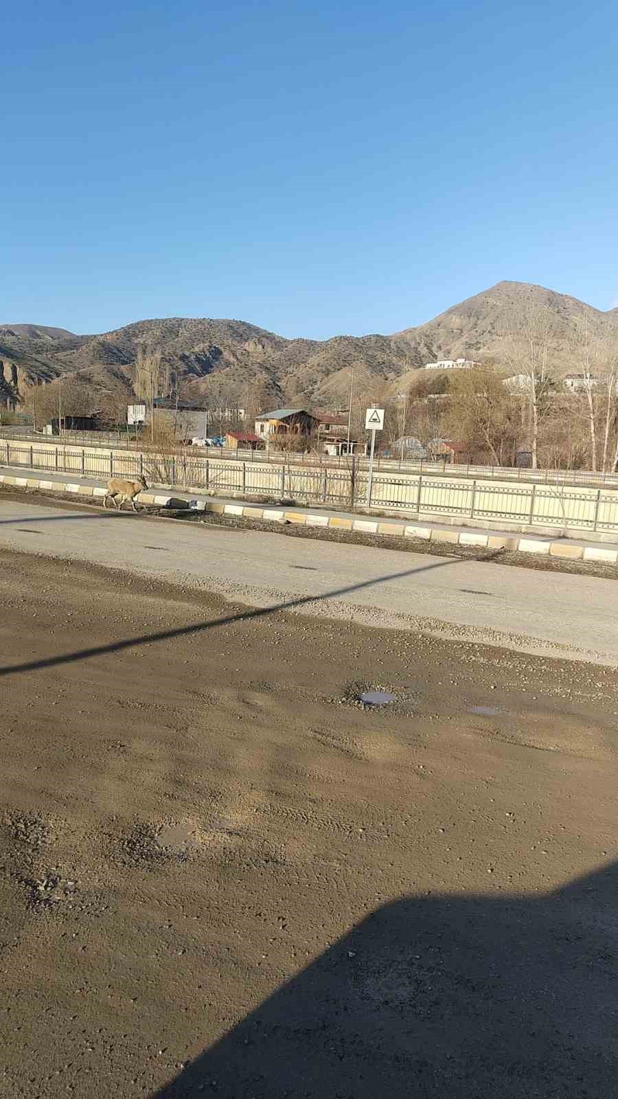 Dağ ke&ccedil;isi il&ccedil;e merkezine indi: Vatandaşları hayrete d&uuml;ş&uuml;rd&uuml;
