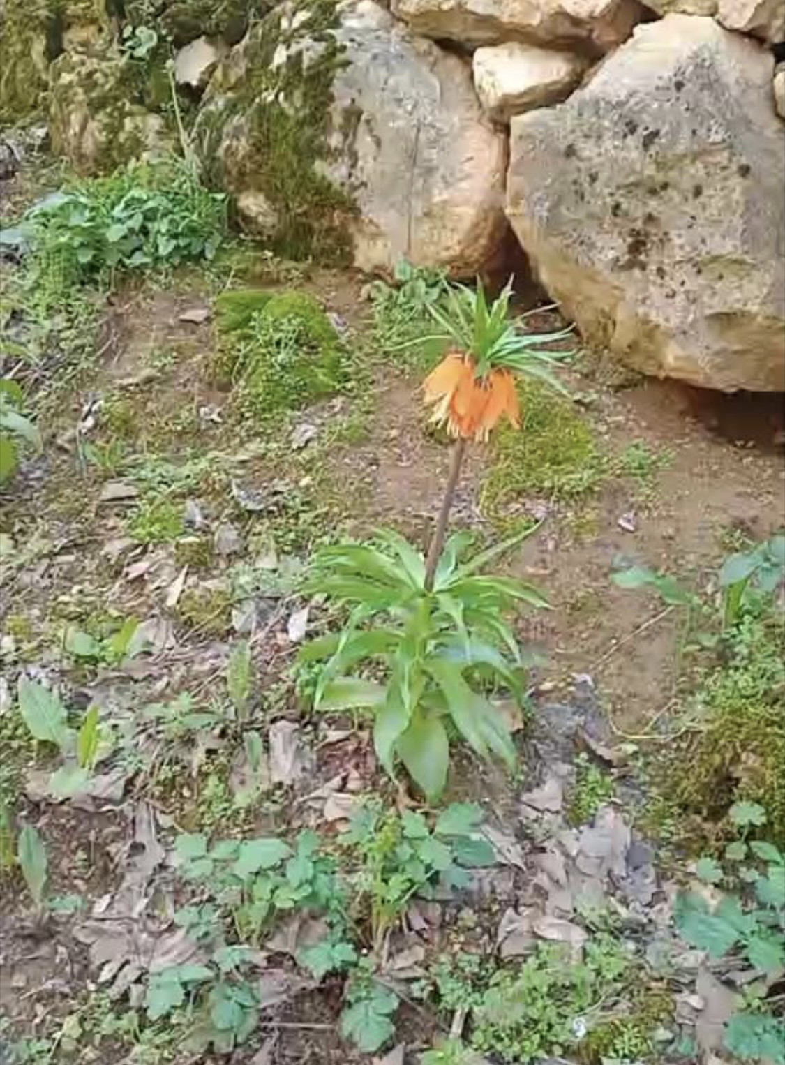 Bu &ccedil;i&ccedil;eği koparmanın cezası ikinci el araba fiyatını ge&ccedil;iyor
