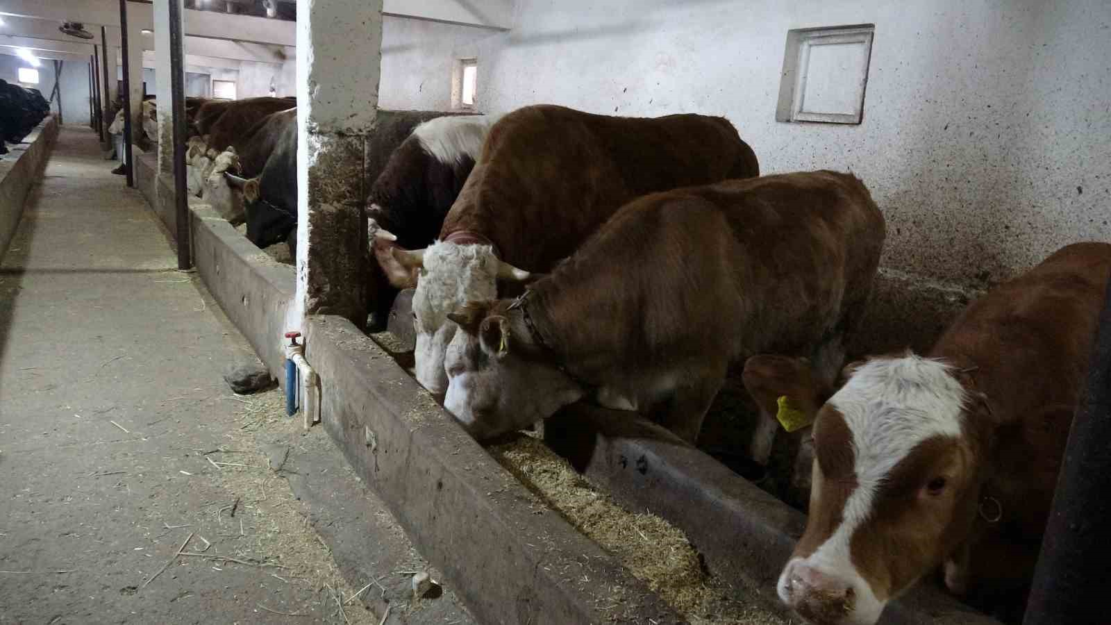 Malatya kırmızı et &uuml;retiminde T&uuml;rkiye&rsquo;nin lokomotif illerinden biri
