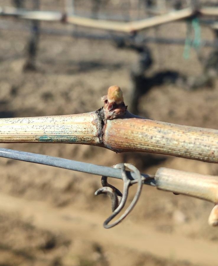 Salihli&rsquo;de yağışlar &Ouml;l&uuml;kol riskini artırdı
