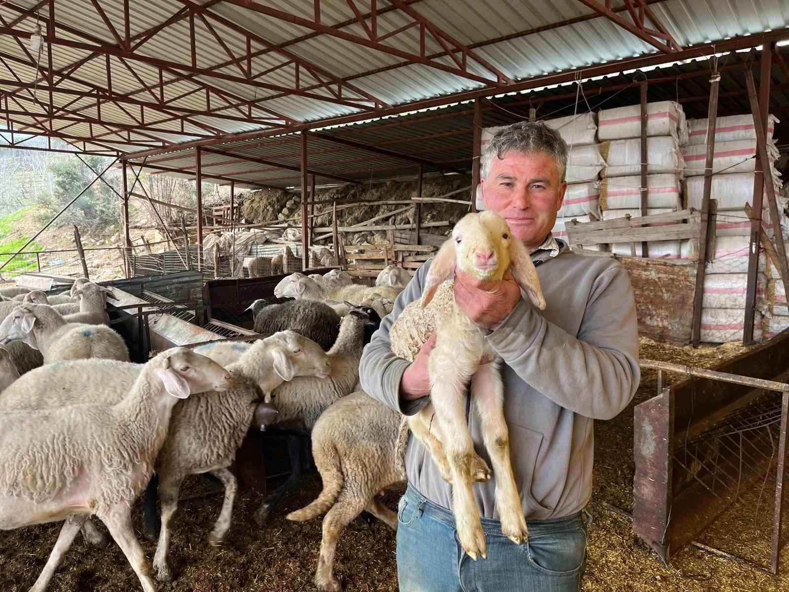 Kurbanlıklar g&ouml;r&uuml;c&uuml;ye &ccedil;ıkmaya başladı
