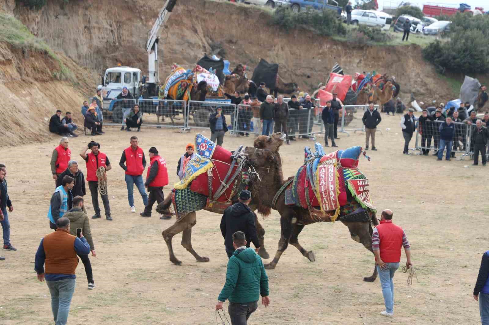 Turgutlu&rsquo;da deve g&uuml;reşleri heyecanı yaşanacak
