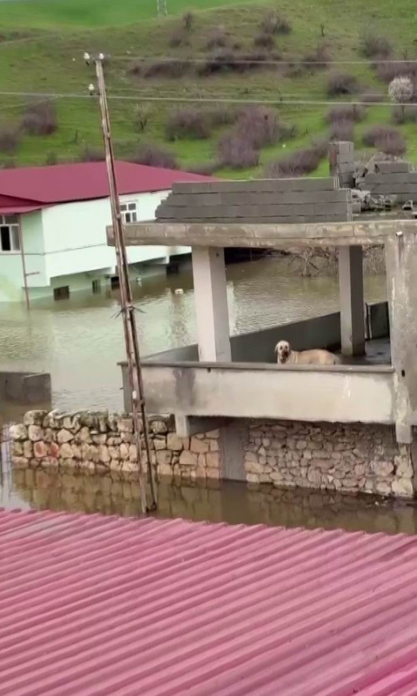 Su taşkınında evde mahsur kalan köpek, vatandaşların bindiği botla kurtarıldı