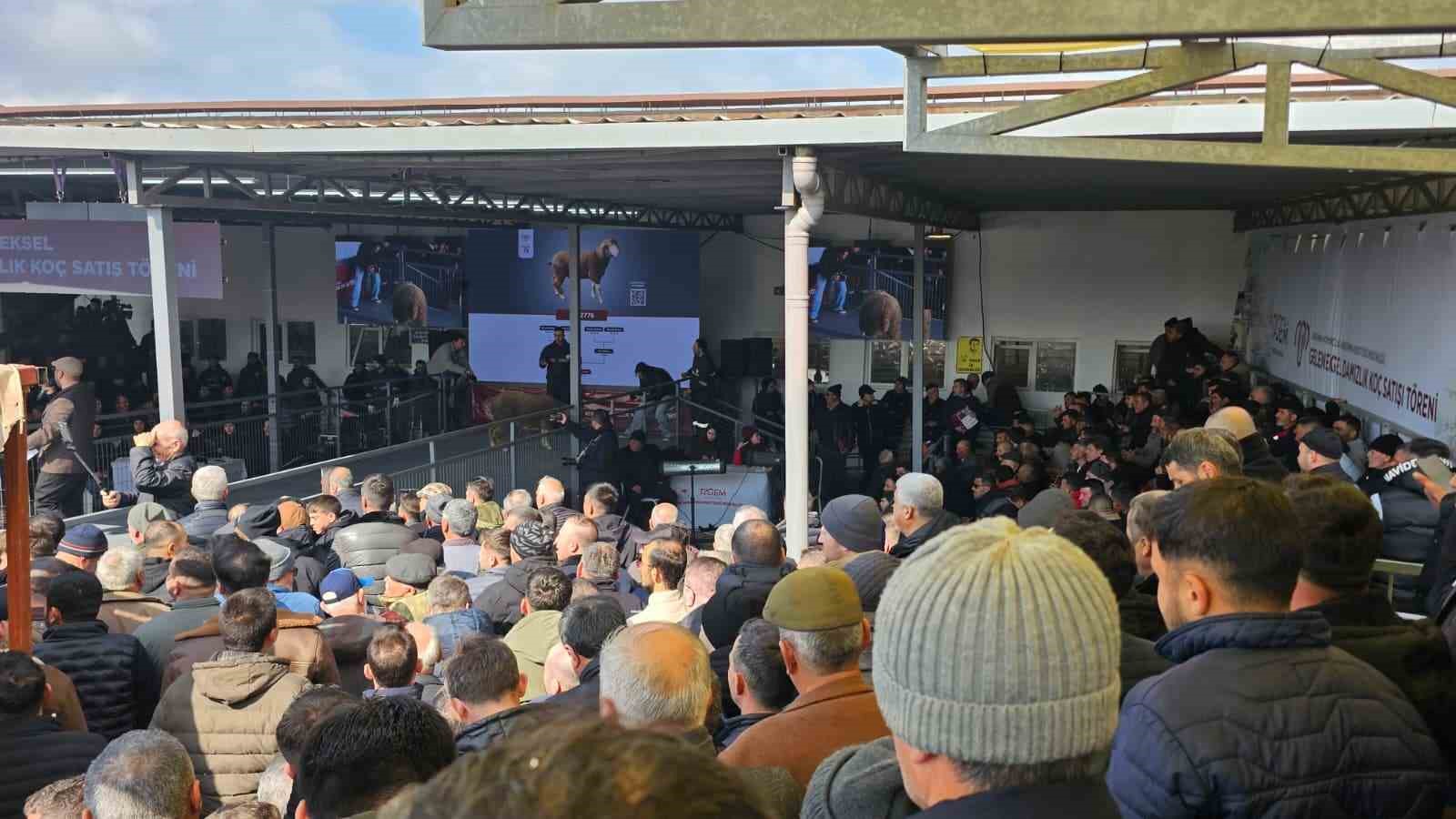 Damızlık koçta rekor, açık artırmada 1 milyonluk satış