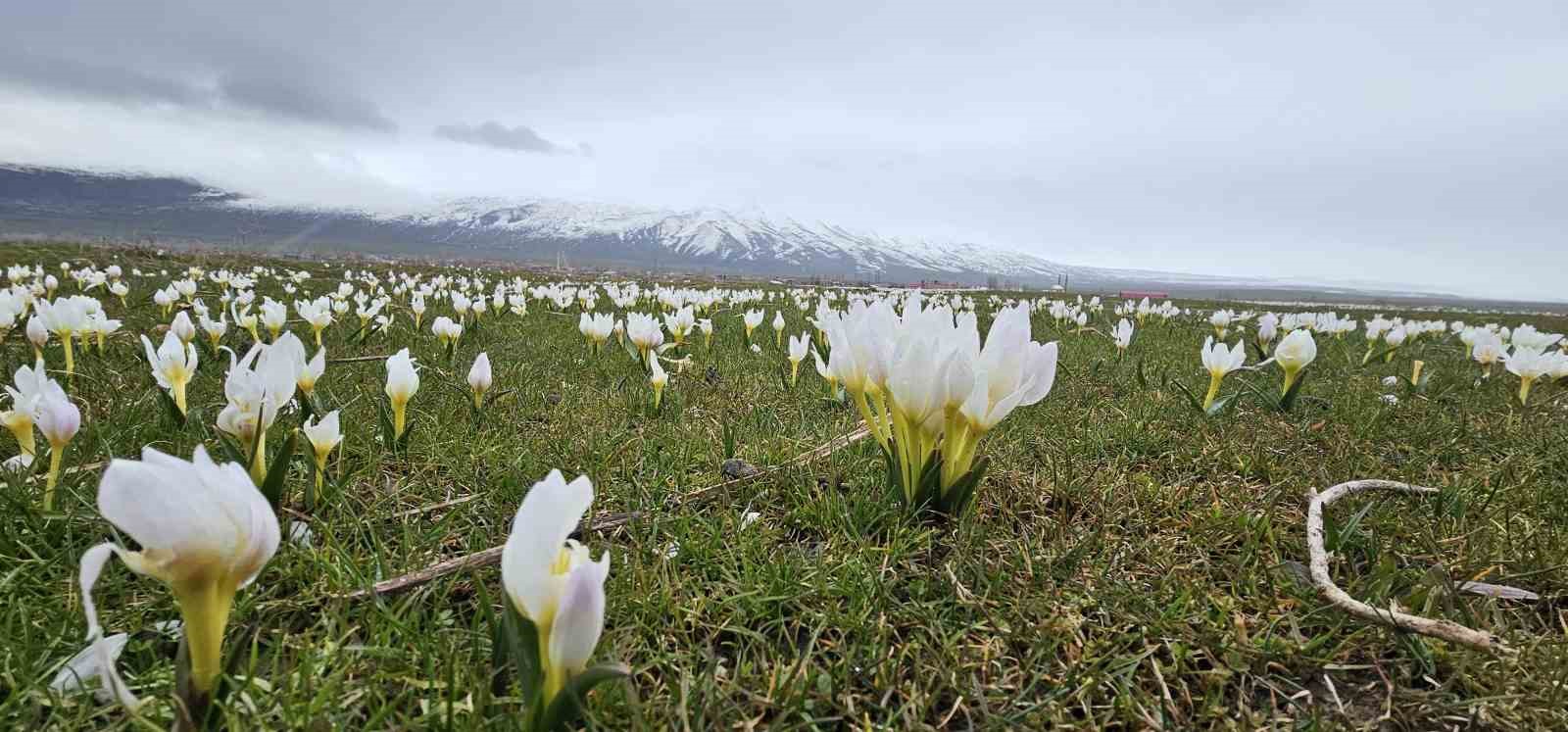 Bitlis&rsquo;te baharın m&uuml;jdecisi kardelenler a&ccedil;tı
