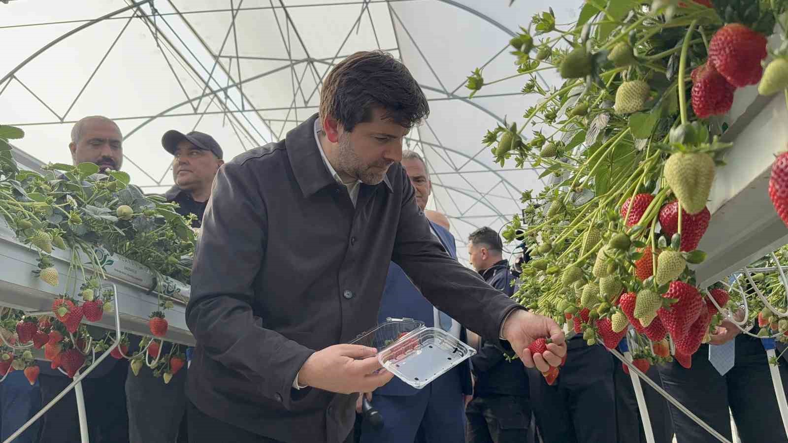 Tarsus&rsquo;ta topraksız tarımda ilk &ccedil;ilek hasadı yapıldı
