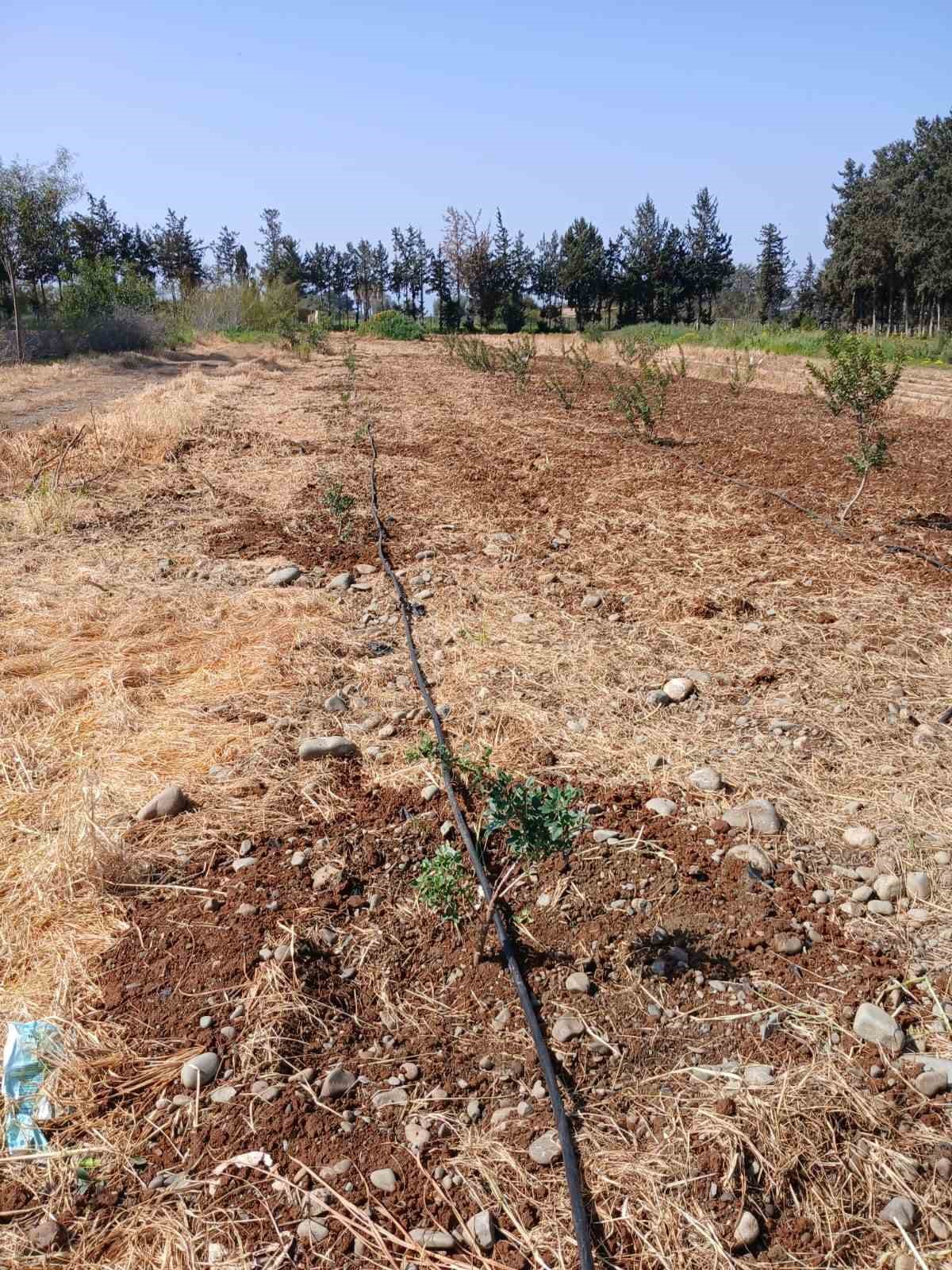 İzmir&rsquo;in damla sakızı KKTC&rsquo;de toprakla buluştu
