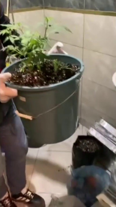 Evlerinde saksı i&ccedil;erisinde kenevir yetiştiren tacirlere operasyon
