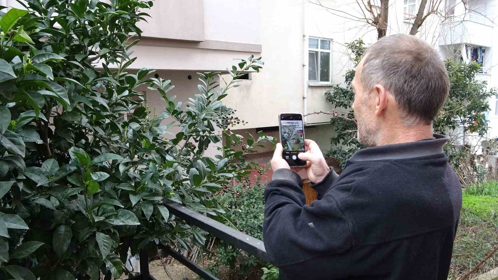 Karayemiş ağacı mevsimine 3 ay kala meyve verdi: "Tadı &ccedil;ok g&uuml;zel"
