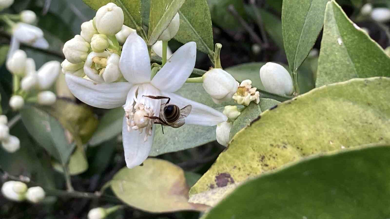 Mersin portakal kokmaya ba�lad�: Dal�nda kalan �r�nler toplanmadan �i�ekler a�t�
