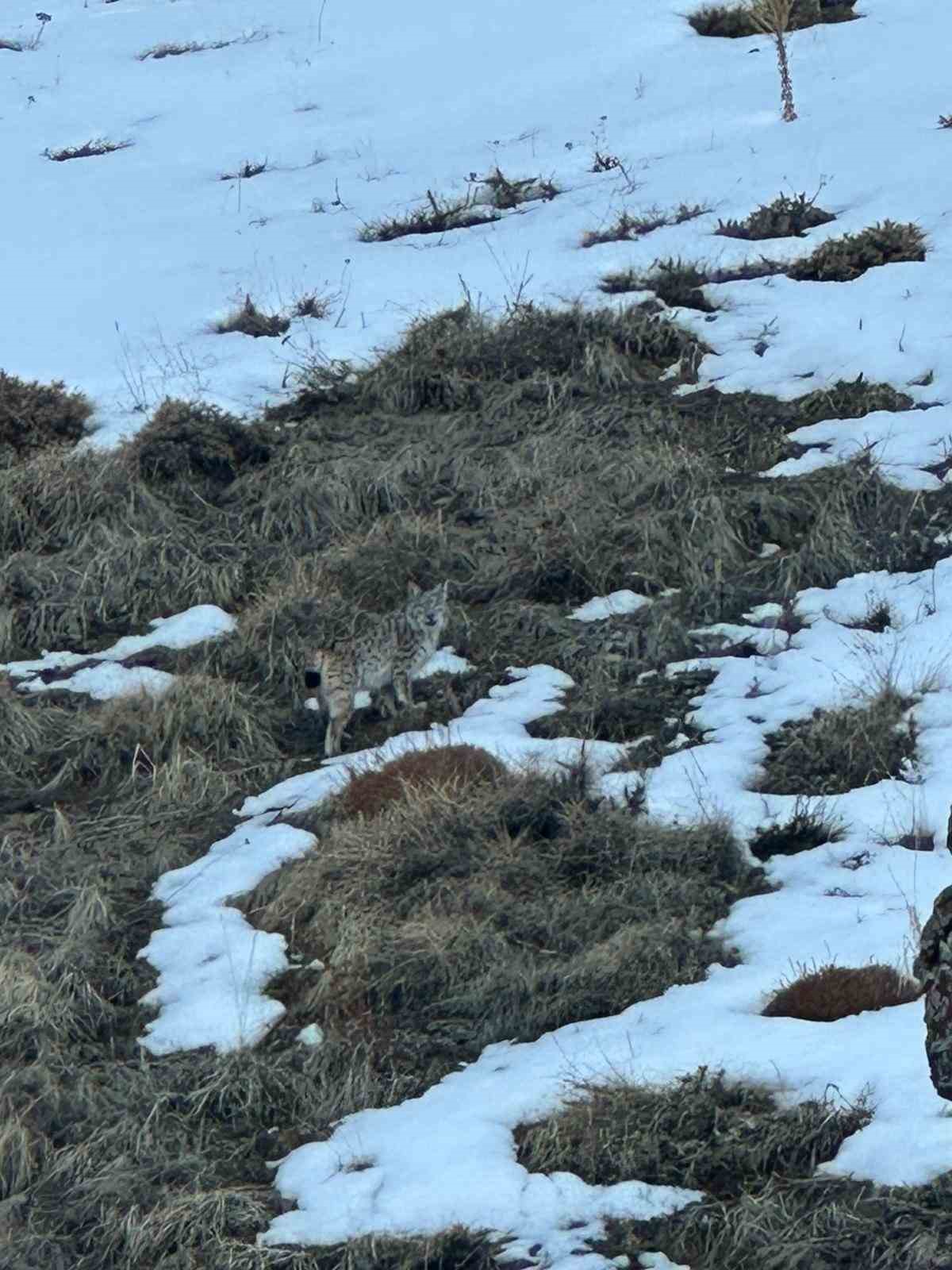 Erzurum’da karlı arazide vaşak görüntülendi