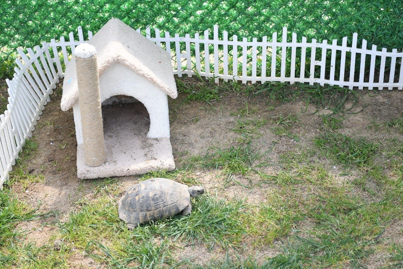 Kuşadası’nda kaplumbağalar için özel yaşam alanı oluşturuldu