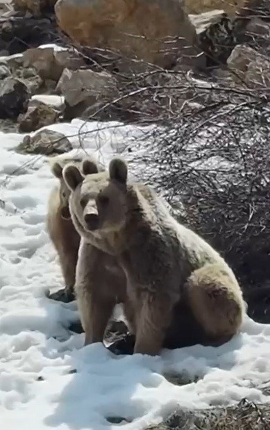 Erzincan&rsquo;da ayıların kar keyfi kamerada
