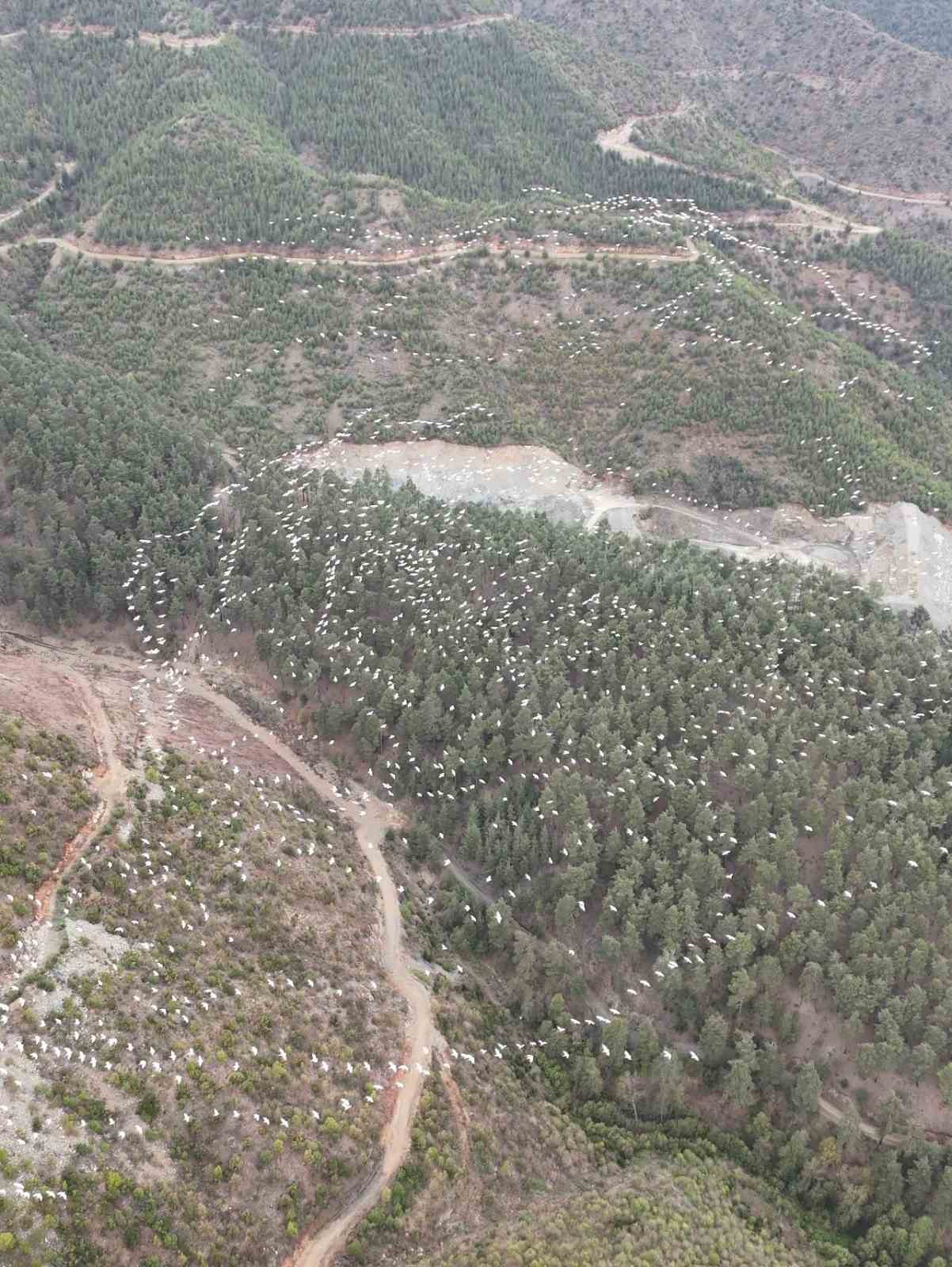 Mersin’de ak pelikanların dansı görsel şölen sundu