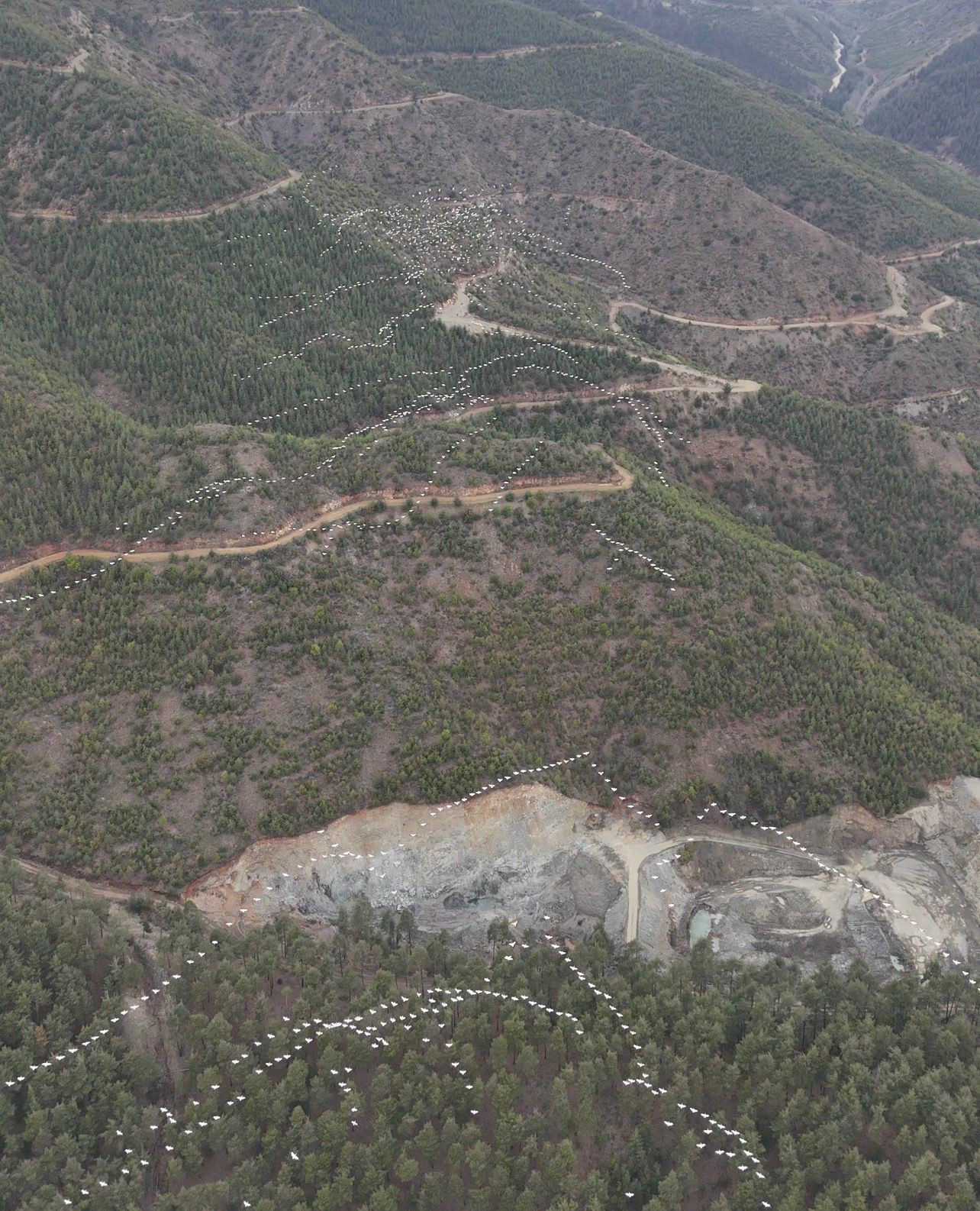 Mersin&rsquo;de ak pelikanların dansı g&ouml;rsel ş&ouml;len sundu
