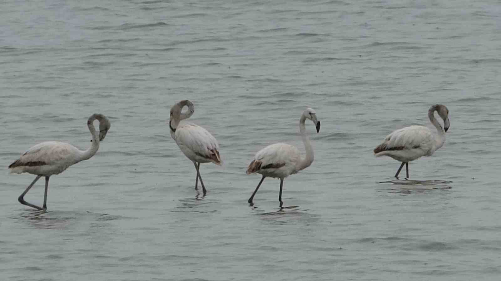 Allı turnalar bu yıl Van&rsquo;a erken geldi
