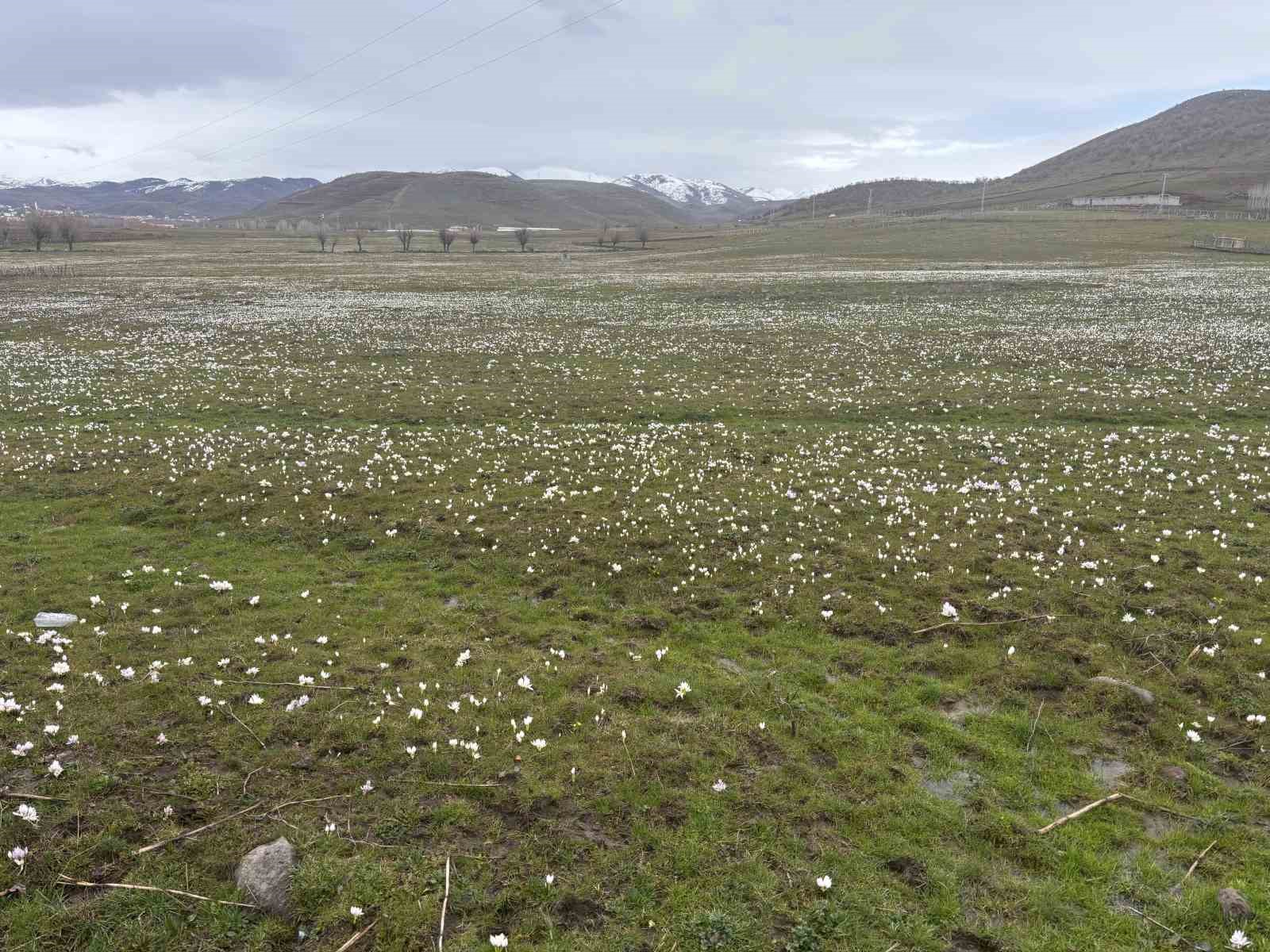 Bing&ouml;l&rsquo;de baharın habercisi kardelenler y&uuml;z&uuml;n&uuml; g&ouml;sterdi
