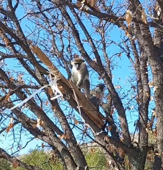 &Ccedil;ivril&rsquo;de g&ouml;r&uuml;len maymun koruma altına alındı
