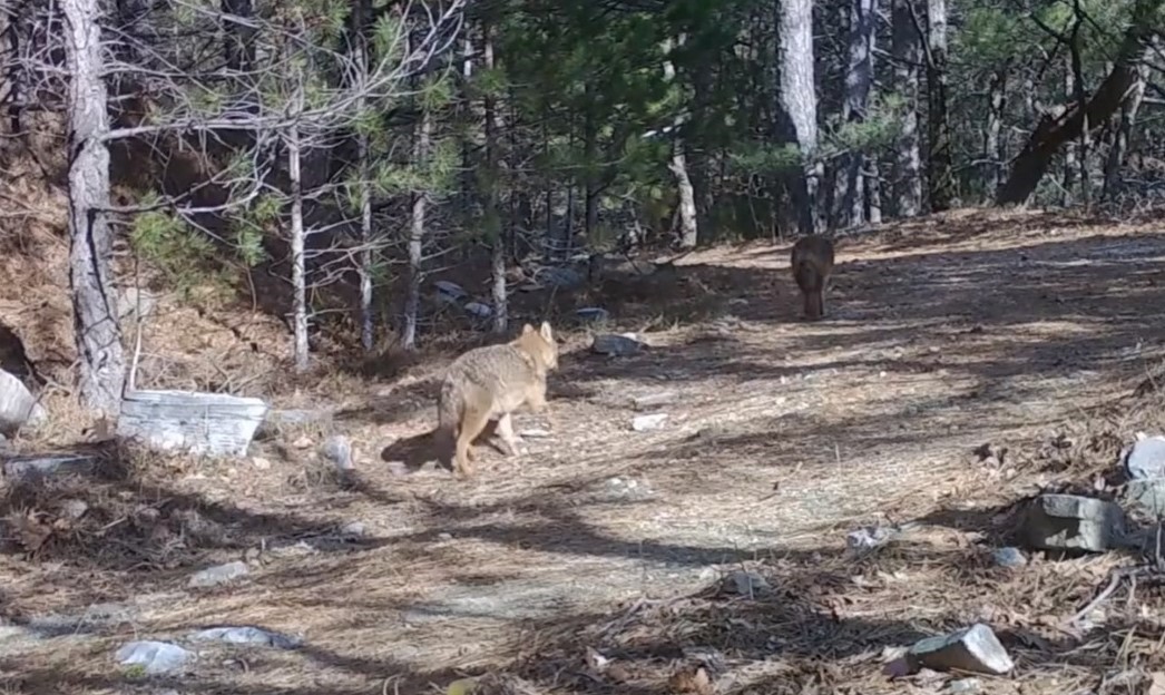 Uludağ&rsquo;da Altın &Ccedil;akallar fotokapana yakalandı
