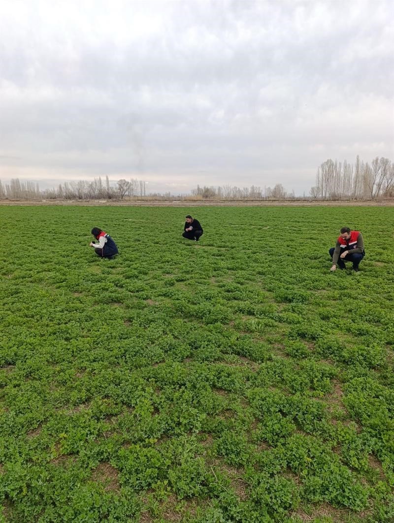 Iğdır&rsquo;da yonca tarlalarında yonca hortumlu b&ouml;ceği ile m&uuml;cadele
