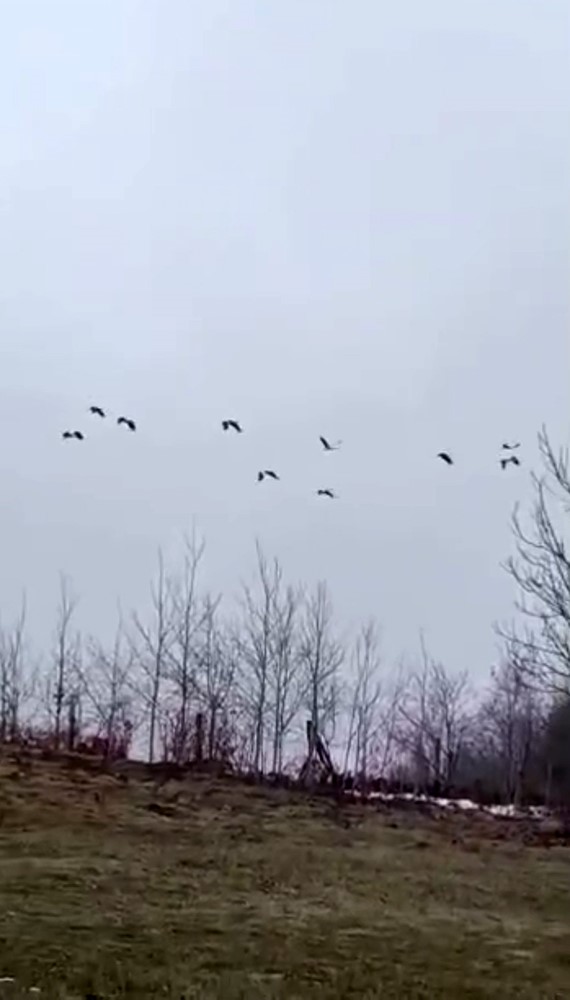 G&ouml;&ccedil; yolculuğundaki leylekler Sakarya&rsquo;da mola verdi
