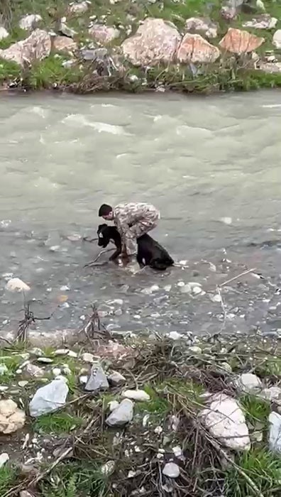 Siirt’te dereye düşen buzağı polis tarafından kurtarıldı