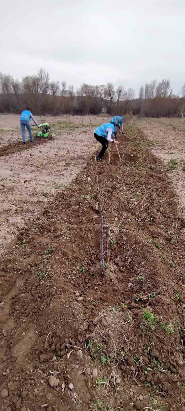 Denetimli serbestlik yükümlüleri ’Adalet Ormanı’nda meyve yetiştiriyor