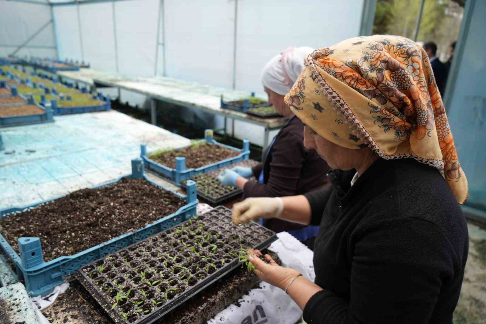 Milyonlarca sebze fidesi profesyonel ellerde &uuml;retiliyor
