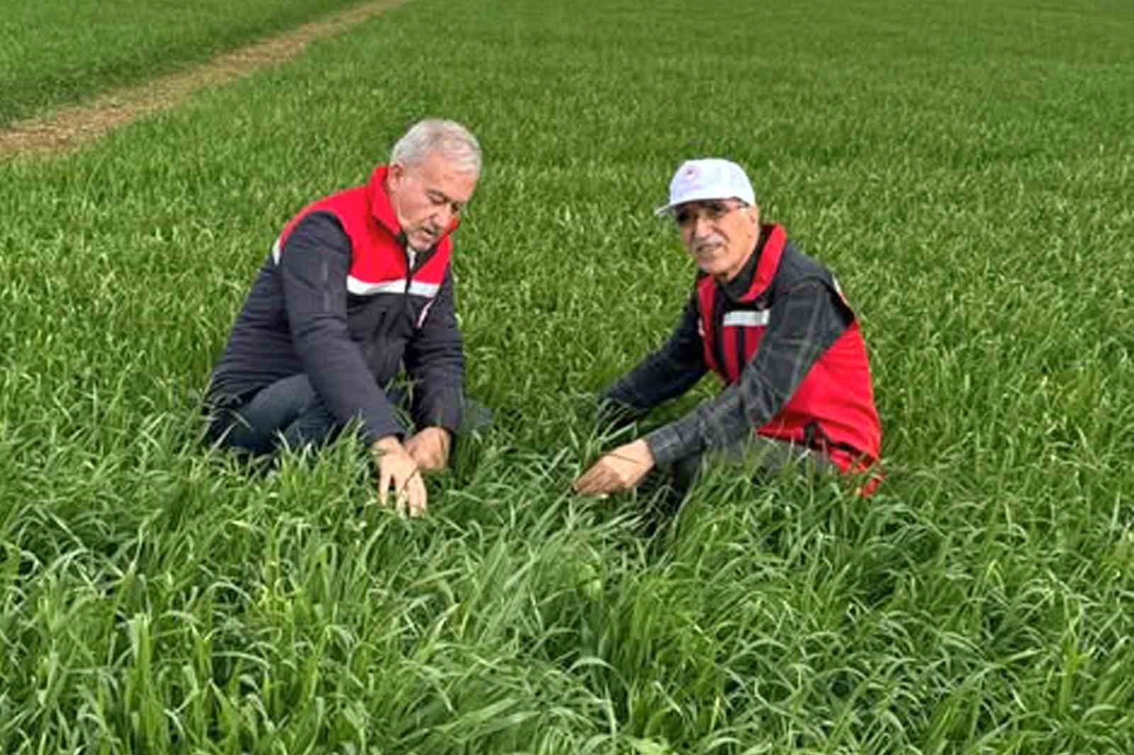 Araban Ovası’nda etkili olan yağışların buğday ve arpa ekili alanlara zararı incelendi