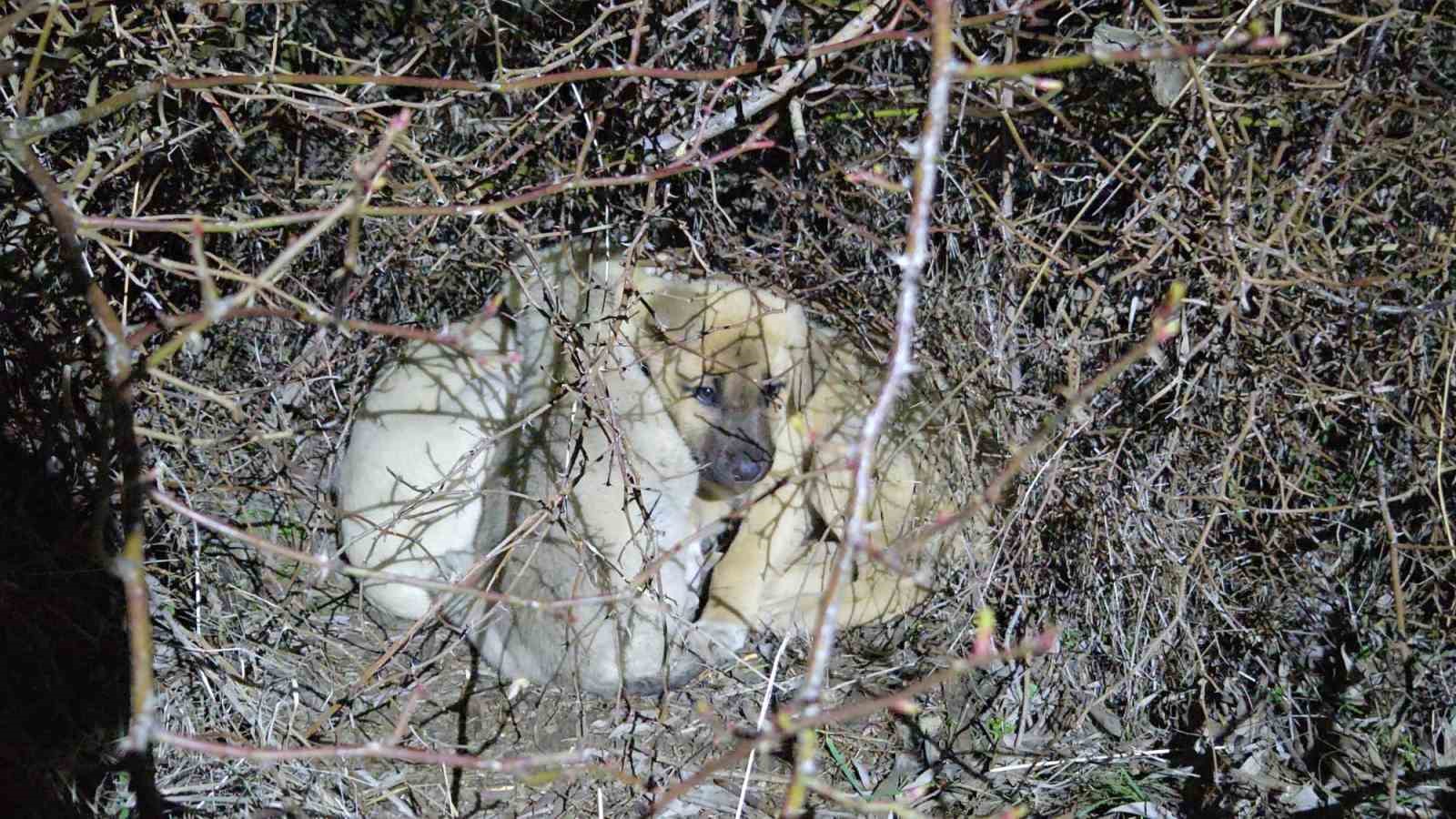 Ölüme terk edilmiş köpek yavrularına sahip çıktı