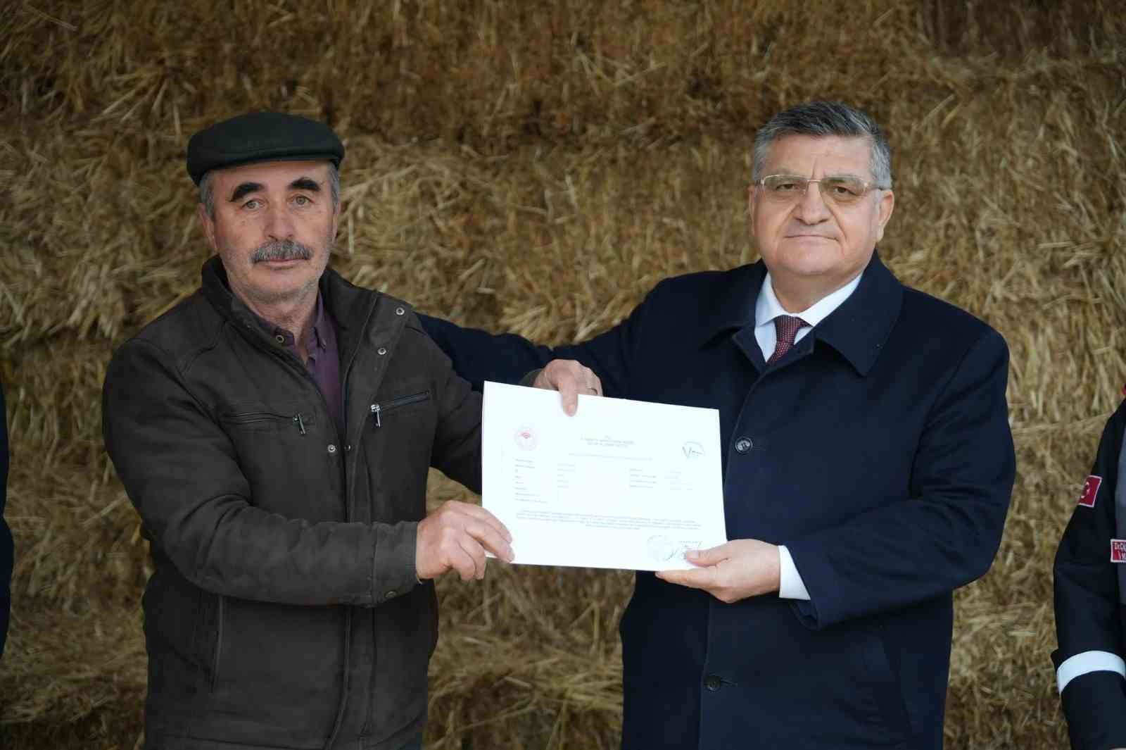 Sinop’ta hayvancılıkta kalite artıyor