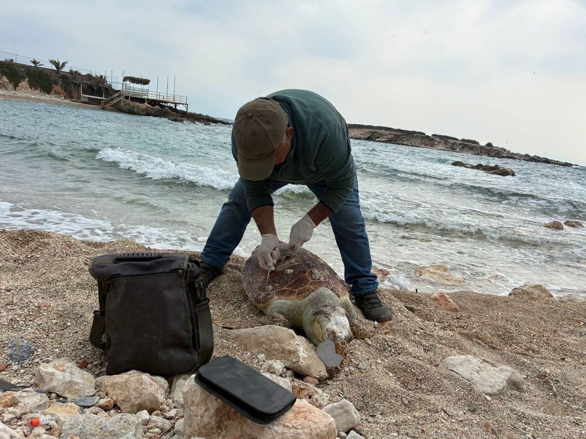 Kuşadası’nda deniz kaplumbağası ölümleri artıyor: Bir haftada 7 kayıp