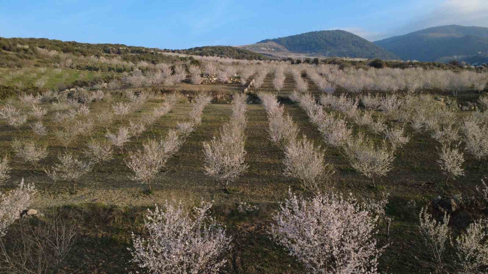 Manisa&rsquo;da badem ağa&ccedil;ları &ccedil;i&ccedil;eklerle bezendi
