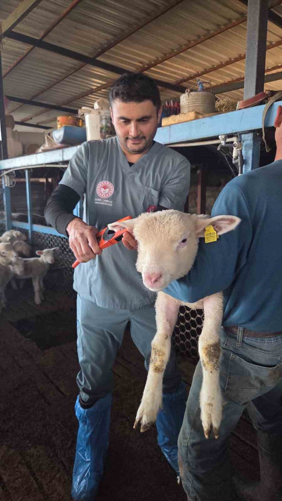 Bozdoğan&rsquo;da aşı ve k&uuml;peleme &ccedil;alışmaları s&uuml;r&uuml;yor
