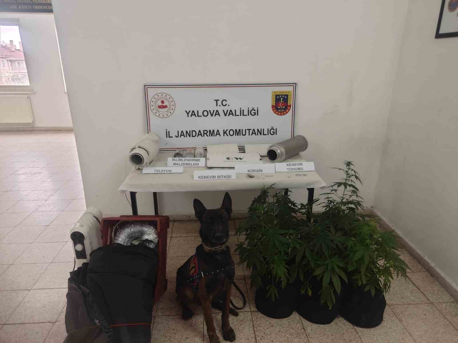 Yalova&rsquo;da evinde uyuşturucu yetiştiren ş&uuml;pheli yakalandı
